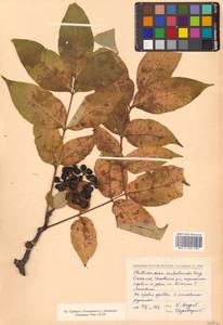 Phellodendron amurense var. sachalinense F.Schmidt, Siberia, Russian Far East (S6) (Russia)