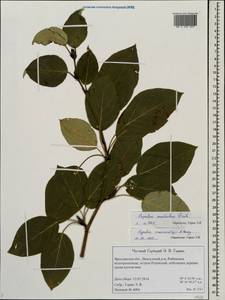 Populus suaveolens Fisch., Eastern Europe, Central forest region (E5) (Russia)