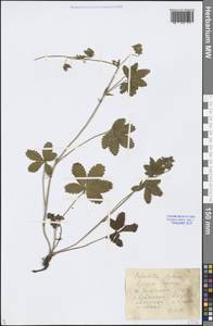 Potentilla reptans L., Eastern Europe, Lower Volga region (E9) (Russia)