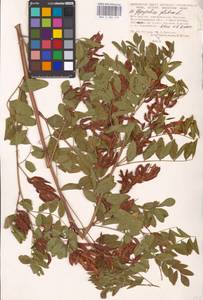 Glycyrrhiza glabra L., Eastern Europe, Lower Volga region (E9) (Russia)