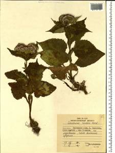 Saussurea riederi Herder, Siberia, Russian Far East (S6) (Russia)