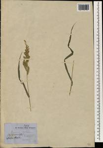 Echinochloa colona (L.) Link, South Asia, South Asia (Asia outside ex-Soviet states and Mongolia) (ASIA) (Nepal)