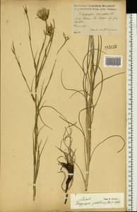 Tragopogon podolicus Besser ex DC., Eastern Europe, Central forest-and-steppe region (E6) (Russia)