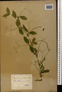 Lathyrus miniatus M.Bieb. ex Steven, Caucasus, Georgia (K4) (Georgia)