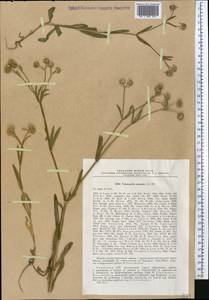 Valerianella coronata (L.) DC., Middle Asia, Western Tian Shan & Karatau (M3) (Kazakhstan)