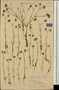 Valerianella coronata (L.) DC., Crimea (KRYM) (Russia)