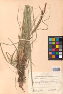 Carex acuta L., Eastern Europe, Moscow region (E4a) (Russia)