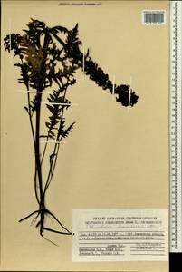 Pedicularis chamissonis Stev., Siberia, Chukotka & Kamchatka (S7) (Russia)