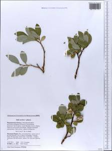 Salix aurita × glauca, Eastern Europe, Northern region (E1) (Russia)