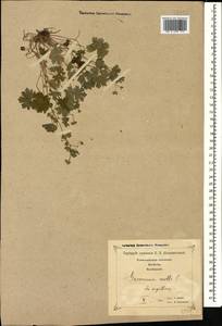 Geranium molle L., Caucasus, Georgia (K4) (Georgia)