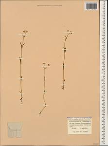 Valerianella dentata (L.) Pollich, Caucasus, Krasnodar Krai & Adygea (K1a) (Russia)