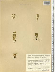 Huperzia selago subsp. appressa (La Pylaie ex Desv.) D. Löve, Siberia, Central Siberia (S3) (Russia)