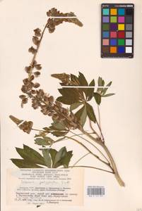 Lupinus polyphyllus Lindl., Eastern Europe, Lithuania (E2a) (Lithuania)