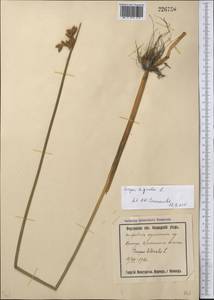Schoenoplectus triqueter (L.) Palla, Middle Asia, Syr-Darian deserts & Kyzylkum (M7) (Uzbekistan)