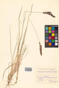 Achnatherum calamagrostis (L.) P.Beauv., Siberia, Russian Far East (S6) (Russia)