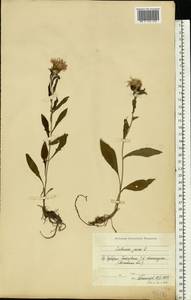 Centaurea jacea L., Eastern Europe, Moscow region (E4a) (Russia)