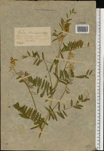 Vicia tenuifolia Roth, Eastern Europe, Central forest-and-steppe region (E6) (Russia)
