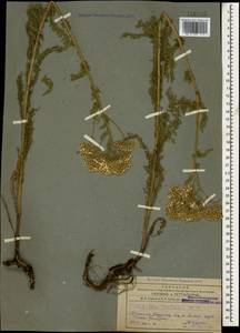 Achillea setacea Waldst. & Kit., Caucasus, Armenia (K5) (Armenia)