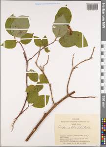 Cornus alba L., Siberia, Western Siberia (S1) (Russia)