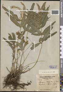 Pteris cretica L., Caucasus, Georgia (K4) (Georgia)