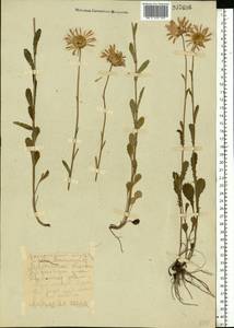 Leucanthemum vulgare Lam., Eastern Europe, Middle Volga region (E8) (Russia)