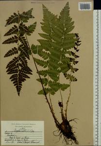 Dryopteris cristata (L.) A. Gray, Eastern Europe, Central region (E4) (Russia)