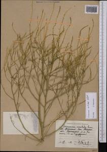 Corispermum nitidum Kit. ex Schult., Middle Asia, Caspian Ustyurt & Northern Aralia (M8) (Kazakhstan)
