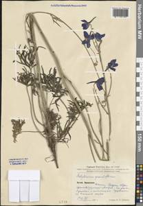 Delphinium grandiflorum L., South Asia, South Asia (Asia outside ex-Soviet states and Mongolia) (ASIA) (China)