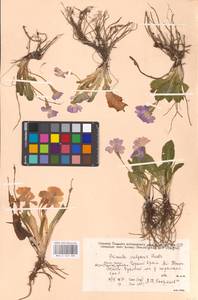 Primula vulgaris Huds., Crimea (KRYM) (Russia)