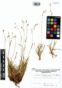 Carex ledebouriana C.A.Mey. ex Trevir., Siberia, Baikal & Transbaikal region (S4) (Russia)