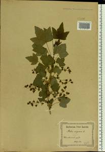 Ribes nigrum L., Eastern Europe, North Ukrainian region (E11) (Ukraine)
