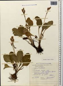 Primula amoena subsp. meyeri (Rupr.) Valentine & Lamond, Caucasus, Stavropol Krai, Karachay-Cherkessia & Kabardino-Balkaria (K1b) (Russia)