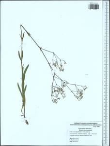 Gypsophila altissima L., Eastern Europe, Central region (E4) (Russia)