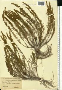 Artemisia salsoloides Willd., Eastern Europe, Lower Volga region (E9) (Russia)