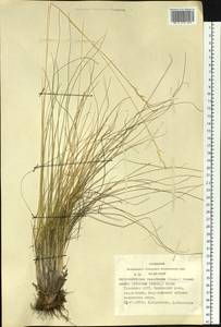 Helictotrichon desertorum (Less.) Pilg., Siberia, Altai & Sayany Mountains (S2) (Russia)