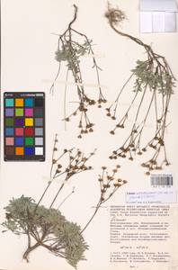 Linum ucranicum (Griseb. ex Planch.) Czern., Eastern Europe, Lower Volga region (E9) (Russia)