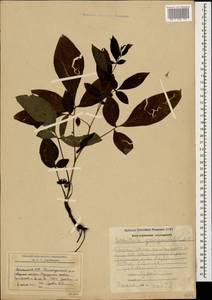 Klasea quinquefolia (Willd.) Greuter & Wagenitz, Caucasus, Armenia (K5) (Armenia)