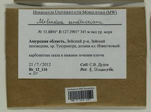 Molendoa sendtneriana (Bruch & Schimp.) Limpr., Bryophytes, Bryophytes - Russian Far East (excl. Chukotka & Kamchatka) (B20) (Russia)