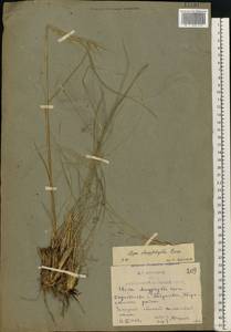 Stipa dasyphylla (Lindem.) Czern. ex Trautv., Eastern Europe, Rostov Oblast (E12a) (Russia)