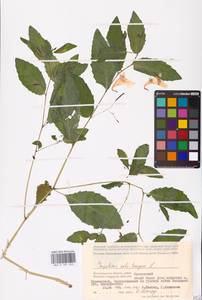 Impatiens noli-tangere L., Eastern Europe, Lower Volga region (E9) (Russia)