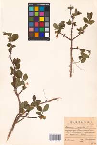 Lonicera caerulea L., Eastern Europe, Northern region (E1) (Russia)