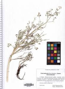 Trinia multicaulis (Poir.) Schischk., Eastern Europe, Middle Volga region (E8) (Russia)