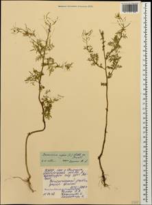 Descurainia sophia (L.) Webb ex Prantl, Caucasus, North Ossetia, Ingushetia & Chechnya (K1c) (Russia)