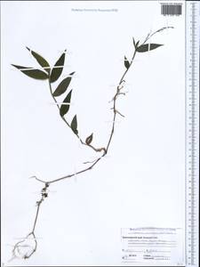 Oplismenus undulatifolius (Ard.) Roem. & Schult., Caucasus, Black Sea Shore (from Novorossiysk to Adler) (K3) (Russia)