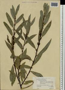 Salix daphnoides Vill., Eastern Europe, North-Western region (E2) (Russia)