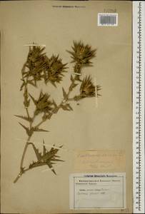 Carthamus lanatus L., Caucasus (no precise locality) (K0)