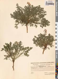 Corydalis sibirica (L.fil.) Pers., Siberia, Chukotka & Kamchatka (S7) (Russia)