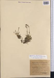 Gypsophila cephalotes (Schrenk) F.N. Williams, Middle Asia, Pamir & Pamiro-Alai (M2) (Tajikistan)