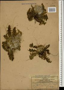 Cirsium rhizocephalum C. A. Mey., Caucasus, Armenia (K5) (Armenia)