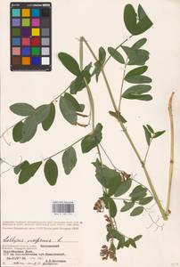 Lathyrus pisiformis L., Eastern Europe, Lower Volga region (E9) (Russia)